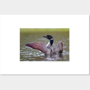 Common Loon - Buck Lake, Ontario Posters and Art